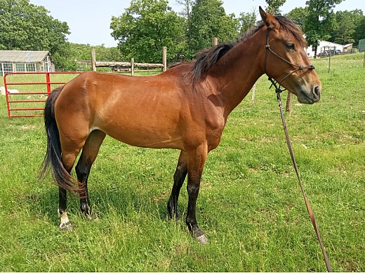 Mustang Mare