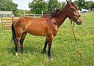 Mustang - Horse for Sale in Cabool, MO 65689