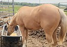 Quarter Horse - Horse for Sale in Stilwell, OK 74960 Quarter Horse - Horse for Sale in Stilwell, OK 74960
