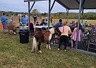 Pony - Horse for Sale in Stilwell, OK 74960 Pony - Horse for Sale in Stilwell, OK 74960