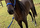 Aviso de bribon - Stallion in Poinciana, FL Aviso de bribon - Stallion in Poinciana, FL