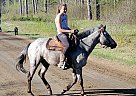 Pastel - Mare in Bemidji, MN Pastel - Mare in Bemidji, MN