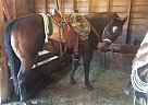 Quarter Horse - Horse for Sale in Ainsworth, NE 69210 Quarter Horse - Horse for Sale in Ainsworth, NE 69210