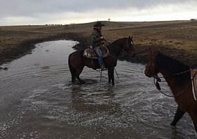 Quarter Horse (Quarter Horse, Stallion) in Ainsworth, NE