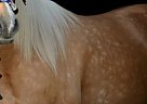 Missouri Fox Trotter - Horse for Sale in Cunningham, KY 42035 Missouri Fox Trotter - Horse for Sale in Cunningham, KY 42035