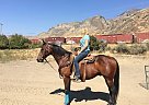 Lucifer - Gelding in kamloops, BC Lucifer - Gelding in kamloops, BC