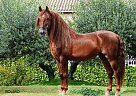 Bolero - Gelding in Barcelona, Bolero - Gelding in Barcelona,