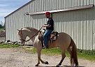 Andalusian - Horse for Sale in Seattle, WA 98022 Andalusian - Horse for Sale in Seattle, WA 98022