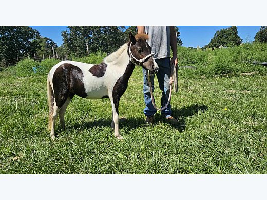 Sweetest Mini Filly