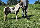 Miniature - Horse for Sale in Barnett, MO 65011 Miniature - Horse for Sale in Barnett, MO 65011