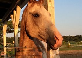 Appaloosa (Appaloosa, 30 yrs) in Ida, MI