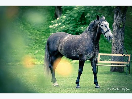 Very Rare, the Oldest Horse Breed In the World, Kladrub
