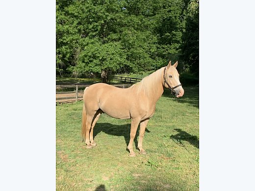 12 yr. old Gelding.