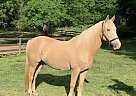 Welsh Cob - Horse for Sale in Gordonsville, VA 22942
