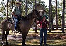 Quarter Horse - Horse for Sale in Middleburg, FL 32068