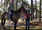 Quarter Horse - Horse for Sale in Middleburg, FL 32068 Quarter Horse - Horse for Sale in Middleburg, FL 32068