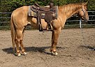Quarter Horse - Horse for Sale in Walkerton, IN 46574