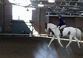 Beautiful All-Around Paint Gelding Paint Stallion