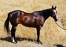 Well Mannered, Do-Anything Horse Quarter Horse Gelding