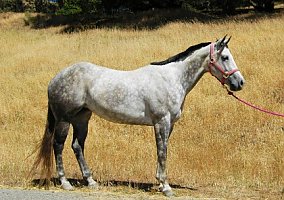 Quarter Horse (Quarter Horse, Mare) in Morgan Hill, CA