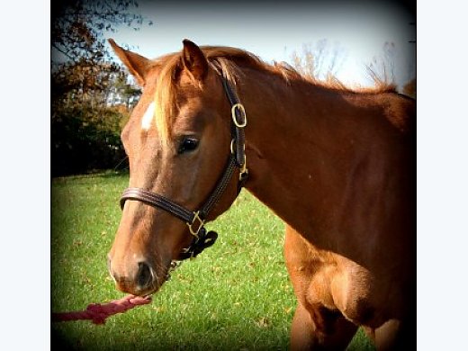 AQHA Gelding 