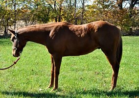 Quarter Horse (Quarter Horse, Gelding) in Syracuse, IN