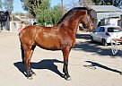 Andalusian - Horse for Sale in Canyon, CA 91351 Andalusian - Horse for Sale in Canyon, CA 91351