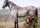Friesian - Horse for Sale in Auburn, KY 42206 Friesian - Horse for Sale in Auburn, KY 42206