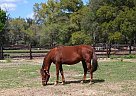 Rubi de SantaAna - Mare in Summerfield, FL Rubi de SantaAna - Mare in Summerfield, FL