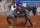 Quarter Horse - Horse for Sale in , TN 37091