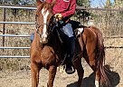 KSE Shaatir - Gelding in Colorado Springs, CO KSE Shaatir - Gelding in Colorado Springs, CO