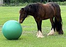 Gypsy Vanner - Horse for Sale in OBrien, FL 32071