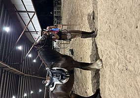 Gypsy Vanner (Gypsy Vanner, Gelding) in OBrien, FL