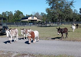 Donkey (Donkey, Mare) in Barberville, FL
