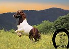 Miniature - Horse for Sale in Dryden, VA 24243 Miniature - Horse for Sale in Dryden, VA 24243