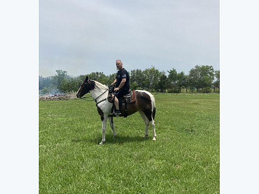 Painted Tennessee Walker