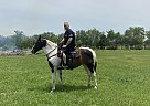 Tennessee Walking - Horse for Sale in 16407 halfmoon W Santa Fe, TX 77517