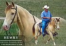 Tennessee Walking - Horse for Sale in Calhan, CO 80808