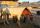 Andalusian - Horse for Sale in Acton, CA 93510 Andalusian - Horse for Sale in Acton, CA 93510