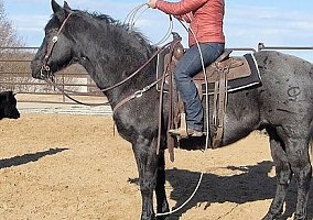Quarter Horse (Quarter Horse, Gelding) in Birmingham, AL