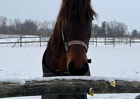 Friesian (Friesian, Gelding) in Pickerington, OH