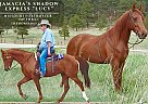 Missouri Fox Trotter - Horse for Sale in Calhan, CO 80808