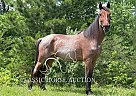 Racking - Horse for Sale in WHITLEY CITY, KY 42653 Racking - Horse for Sale in WHITLEY CITY, KY 42653