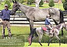 Tennessee Walking - Horse for Sale in Stearns, KY 42647
