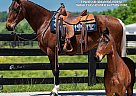 Tennessee Walking - Horse for Sale in Greensburg, KY 42743 Tennessee Walking - Horse for Sale in Greensburg, KY 42743