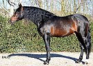 Balio - Stallion in Barcelona, Balio - Stallion in Barcelona,