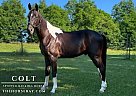 Racking - Horse for Sale in Cambellsville, KY 42718