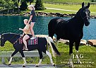 Spotted Saddle - Horse for Sale in Princeton, WV 24739