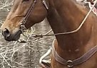 Koda - Gelding in Freedom, WI Koda - Gelding in Freedom, WI