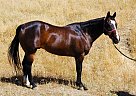 Quarter Horse - Horse for Sale in Morgan Hill, CA 95037